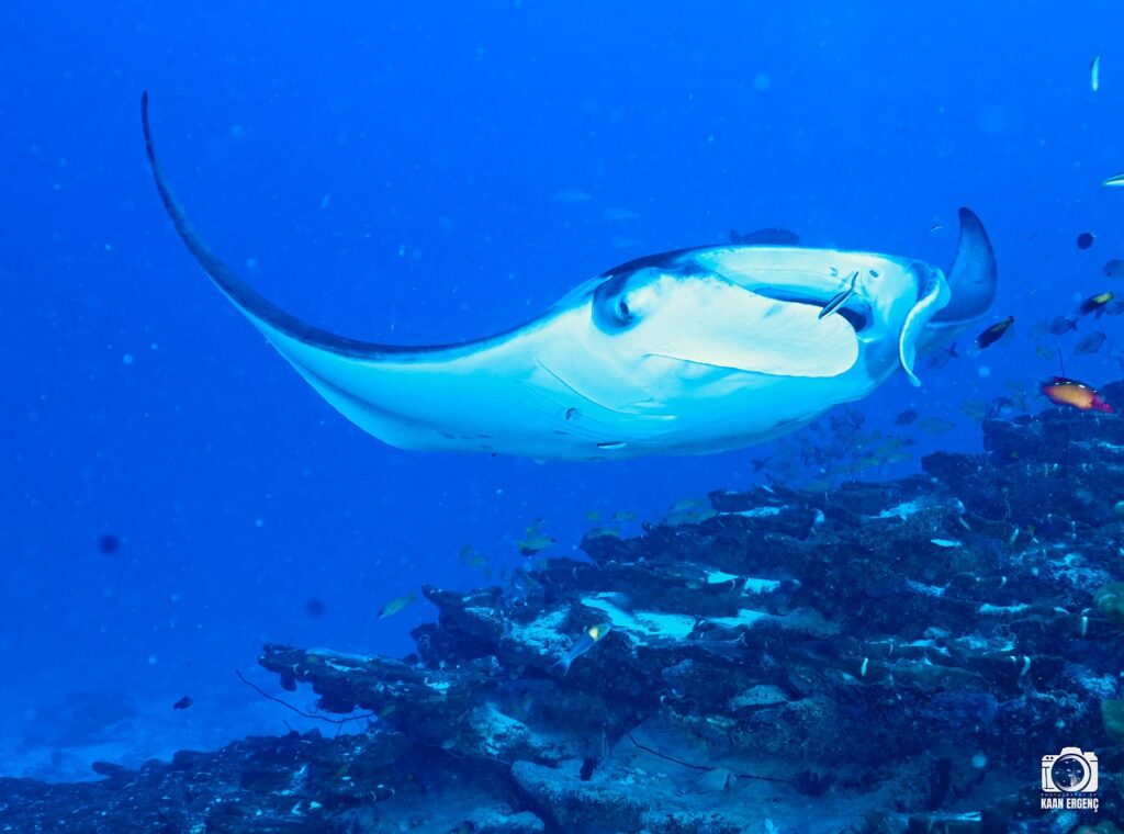 deephookdiscoveries_1763031020_3764899531834524880_76403447352