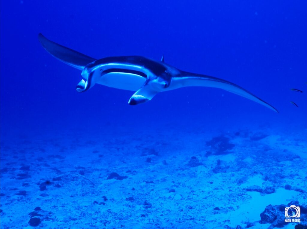 deephookdiscoveries_1763031020_3764899531876499036_76403447352