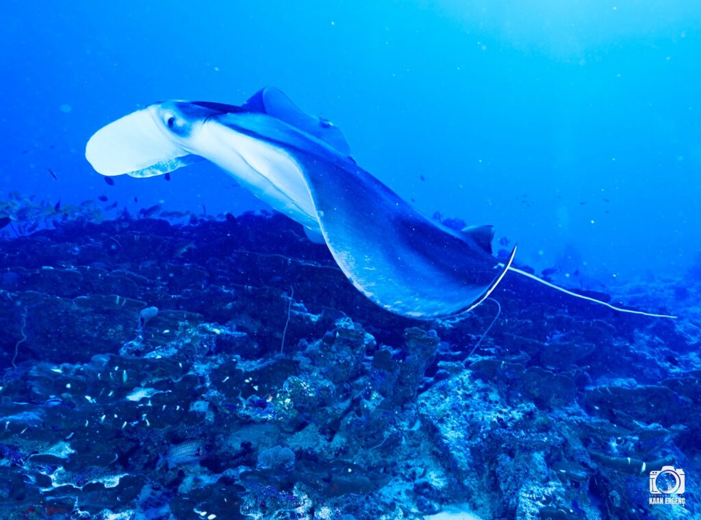 deephookdiscoveries_1763031020_3764899531918458726_76403447352