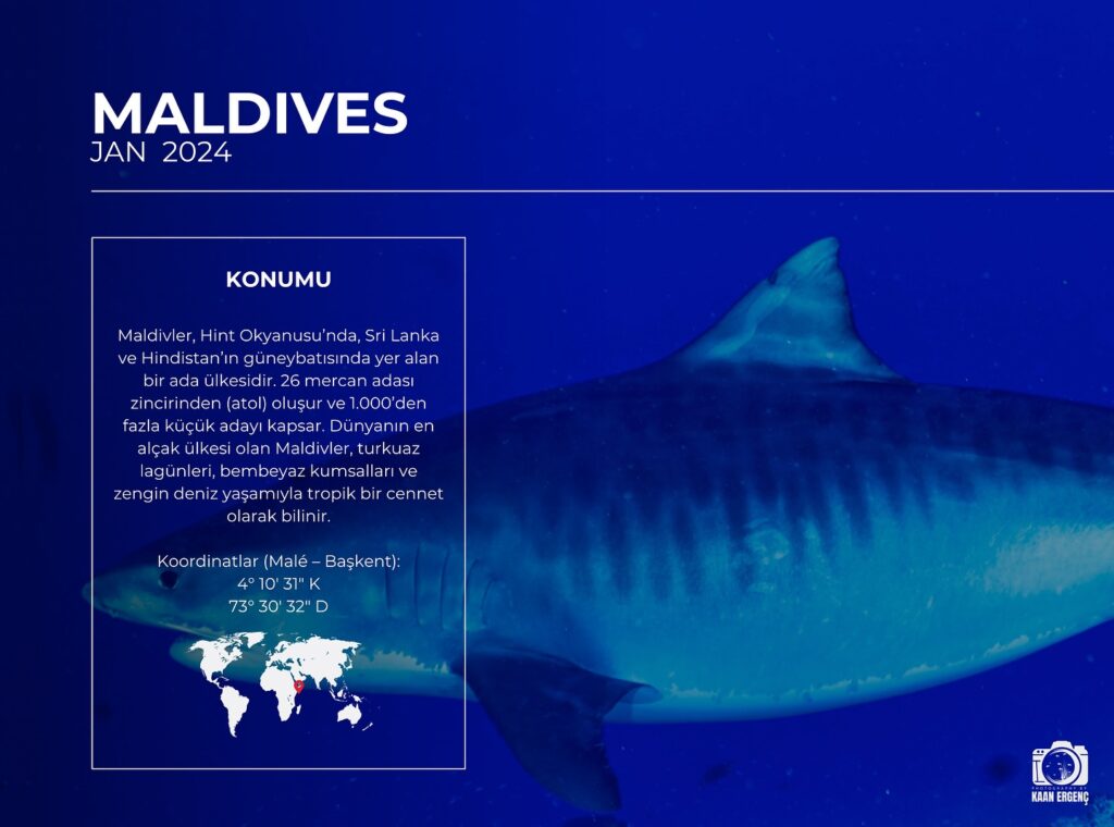 deephookdiscoveries_1763031146_3764900593303858956_76403447352