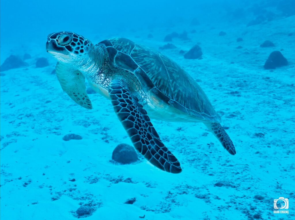 deephookdiscoveries_1763031146_3764900593312232793_76403447352