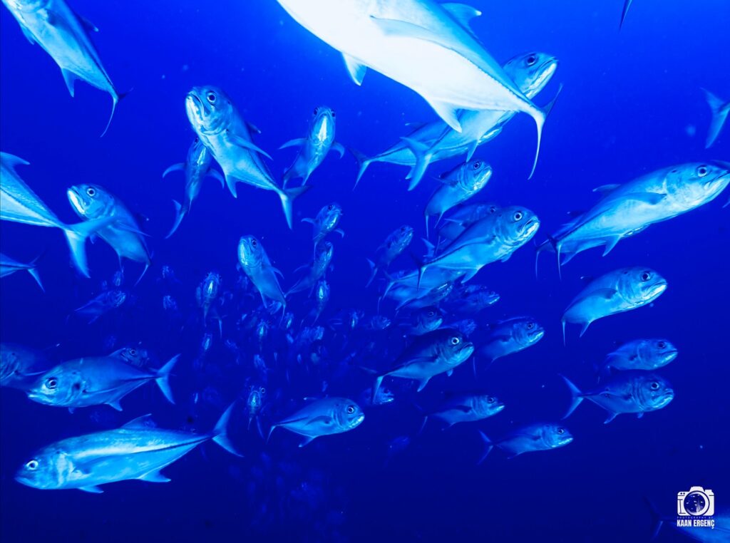 deephookdiscoveries_1763031146_3764900593312241464_76403447352