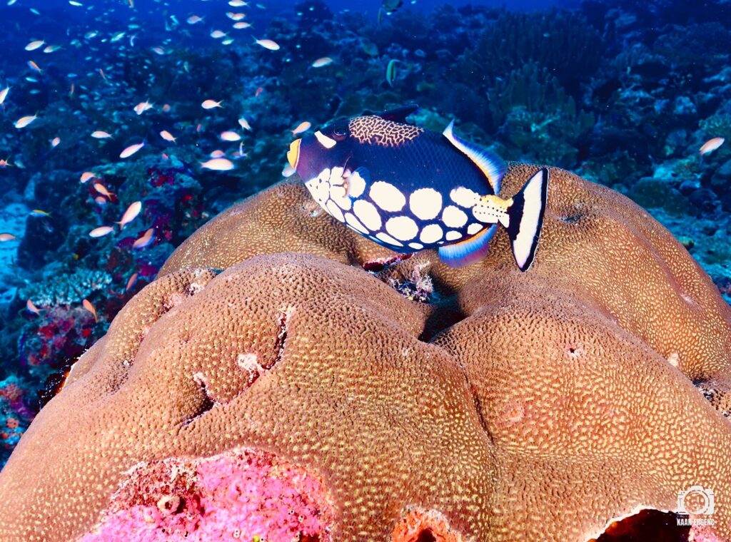 deephookdiscoveries_1763031146_3764900593329002852_76403447352