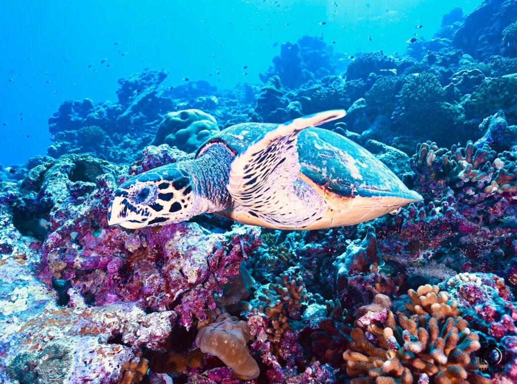 deephookdiscoveries_1763031146_3764900593429665585_76403447352