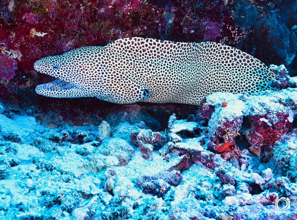 deephookdiscoveries_1763031146_3764900594167845786_76403447352