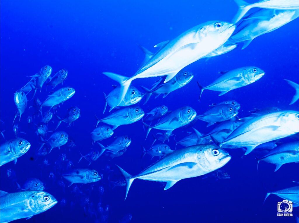 deephookdiscoveries_1763031146_3764900594167875615_76403447352