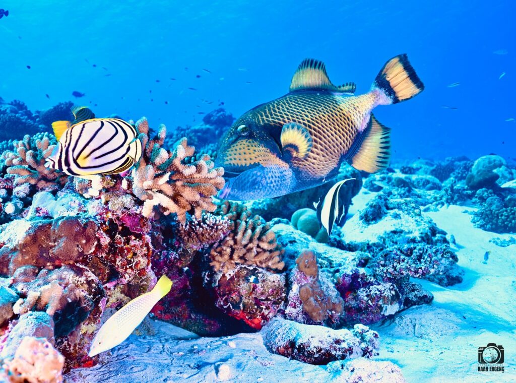 deephookdiscoveries_1763031146_3764900594176269574_76403447352