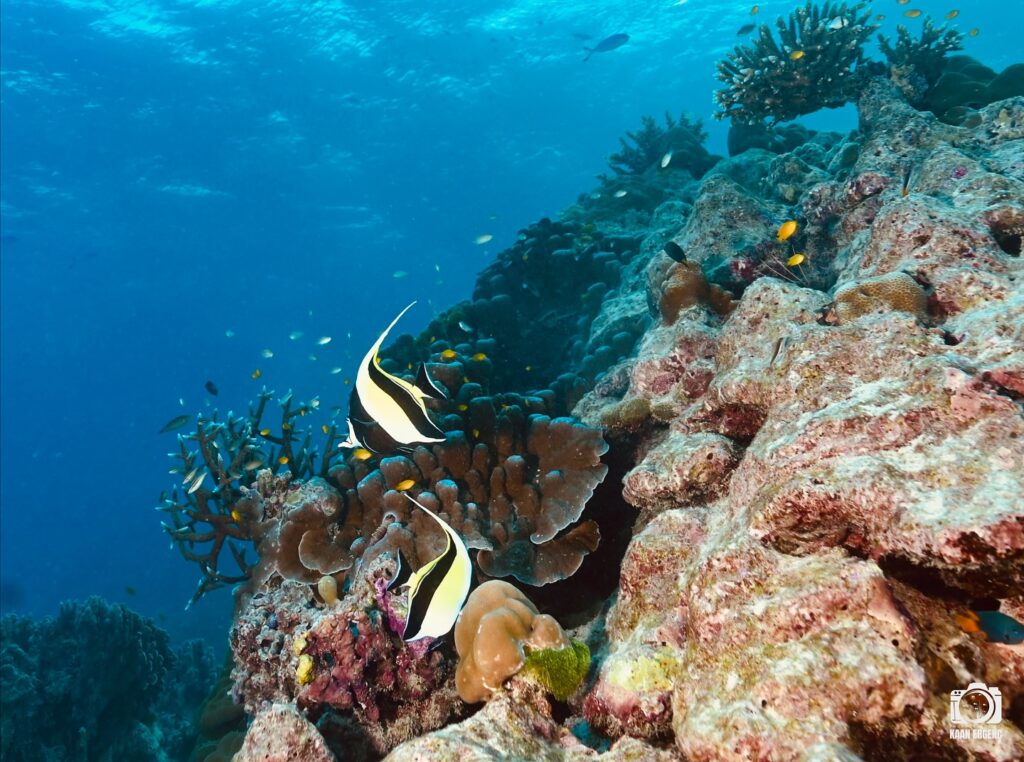 deephookdiscoveries_1763406493_3768049230238197568_76403447352