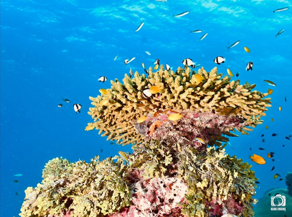 deephookdiscoveries_1763406493_3768049230246602433_76403447352