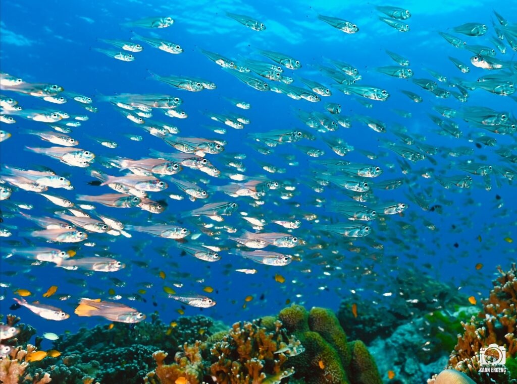 deephookdiscoveries_1763406493_3768049230246608457_76403447352