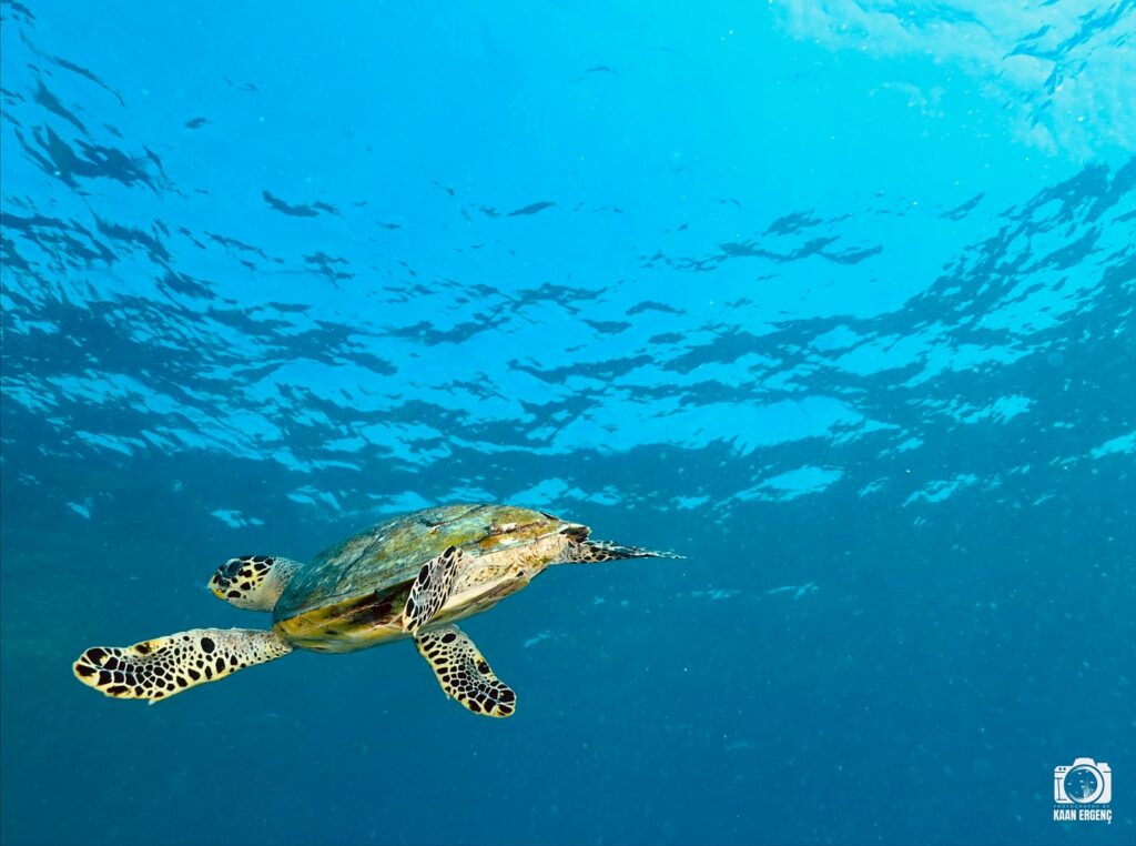 deephookdiscoveries_1763406493_3768049230246612271_76403447352