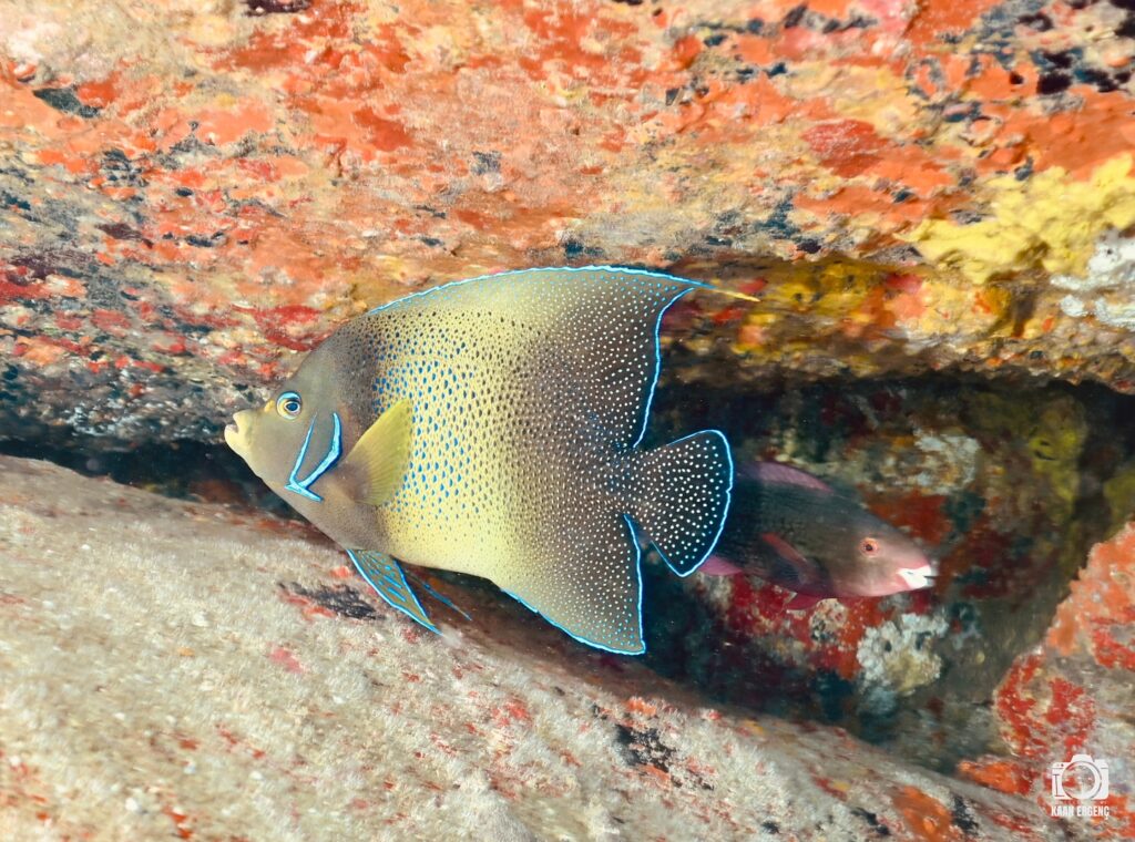 deephookdiscoveries_1763406493_3768049230246629749_76403447352