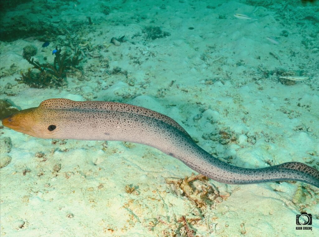 deephookdiscoveries_1763406493_3768049230255008149_76403447352