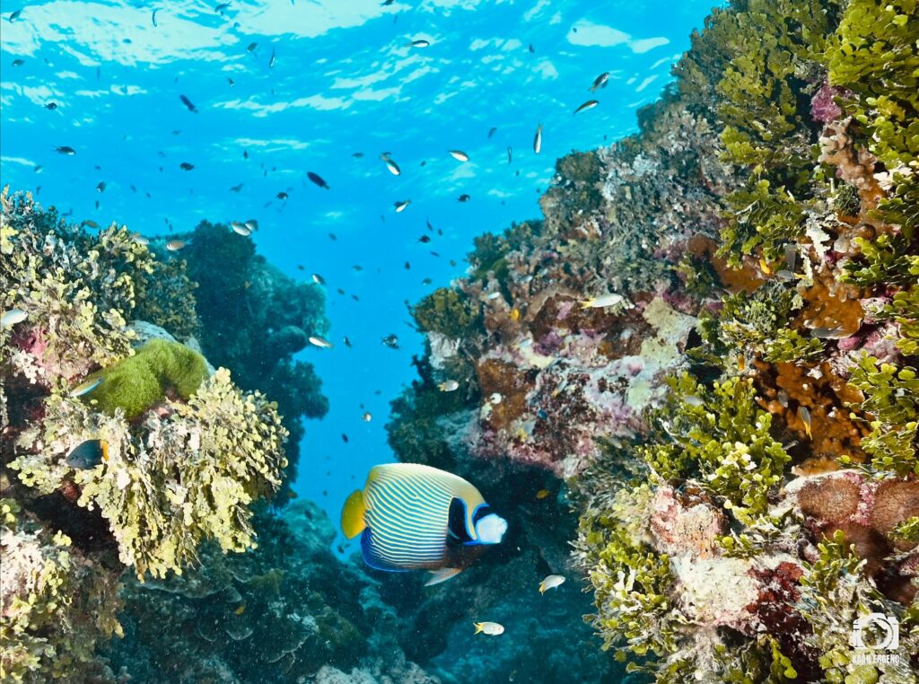 deephookdiscoveries_1763406493_3768049230364074691_76403447352