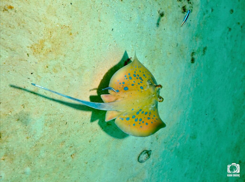 deephookdiscoveries_1763406493_3768049230406002229_76403447352