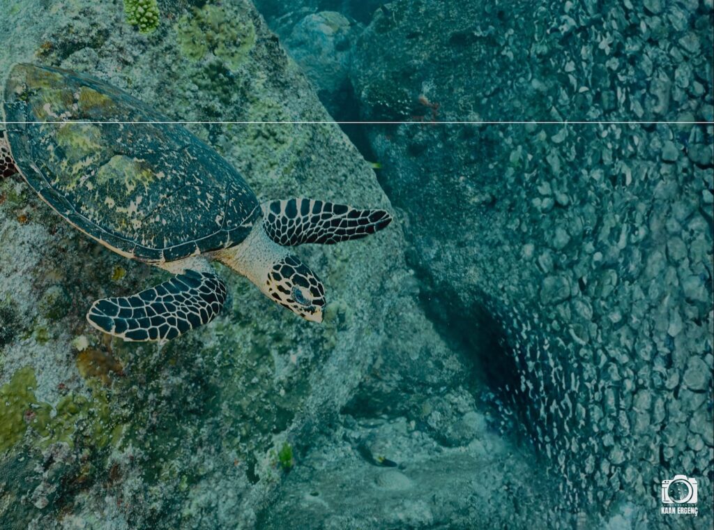 deephookdiscoveries_1763406493_3768049230422797512_76403447352