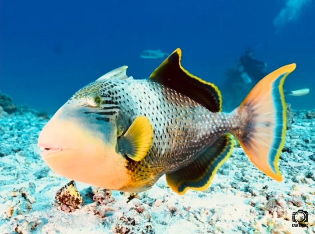 deephookdiscoveries_1763406493_3768049231026749057_76403447352