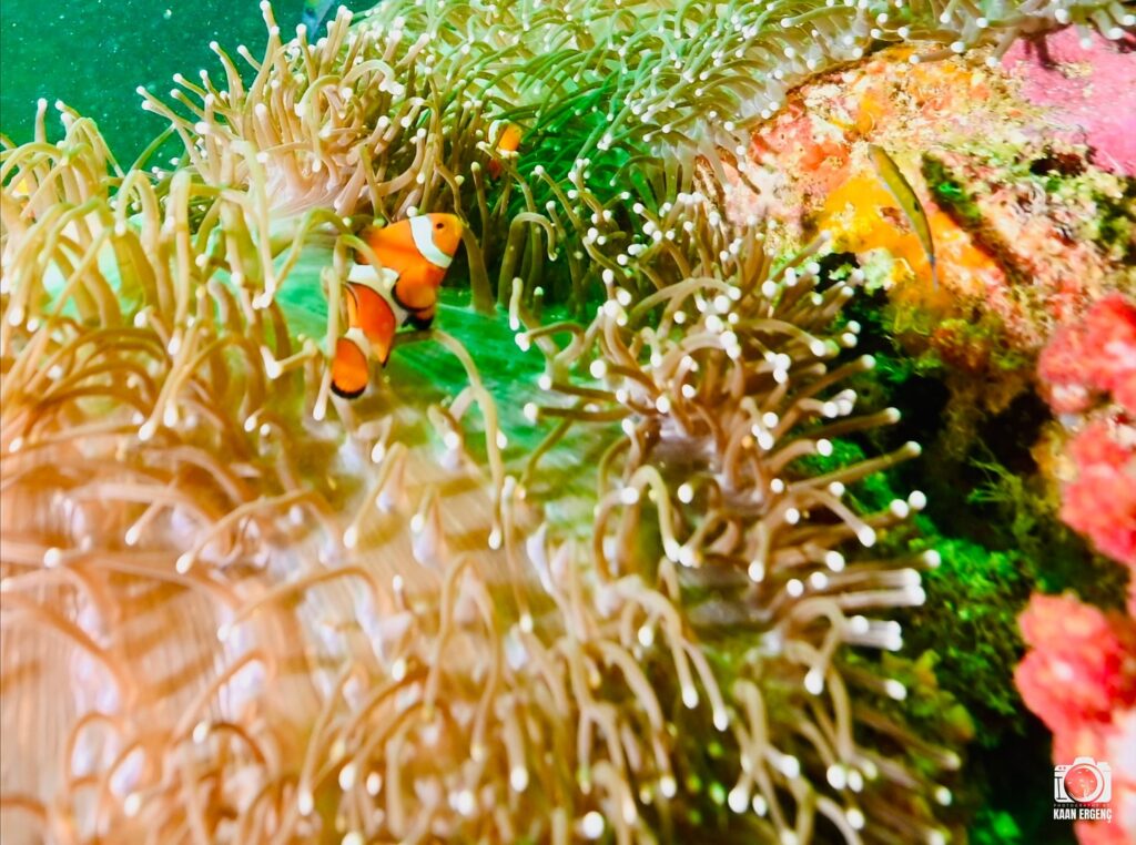 deephookdiscoveries_1763406589_3768050036987410058_76403447352