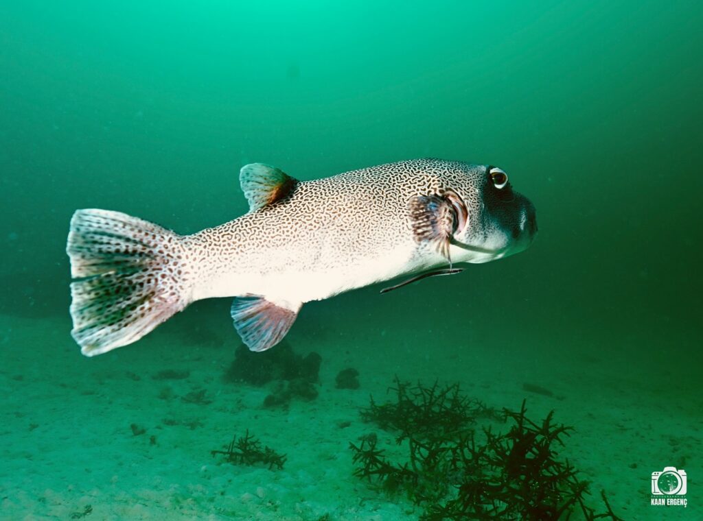 deephookdiscoveries_1763406589_3768050036987451290_76403447352