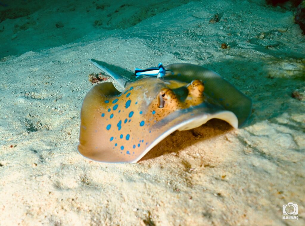 deephookdiscoveries_1763406589_3768050036995786809_76403447352