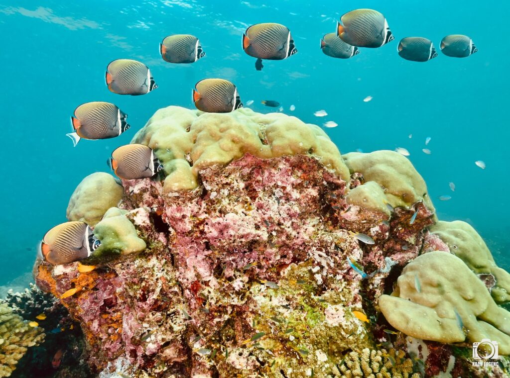 deephookdiscoveries_1763406589_3768050036995798233_76403447352