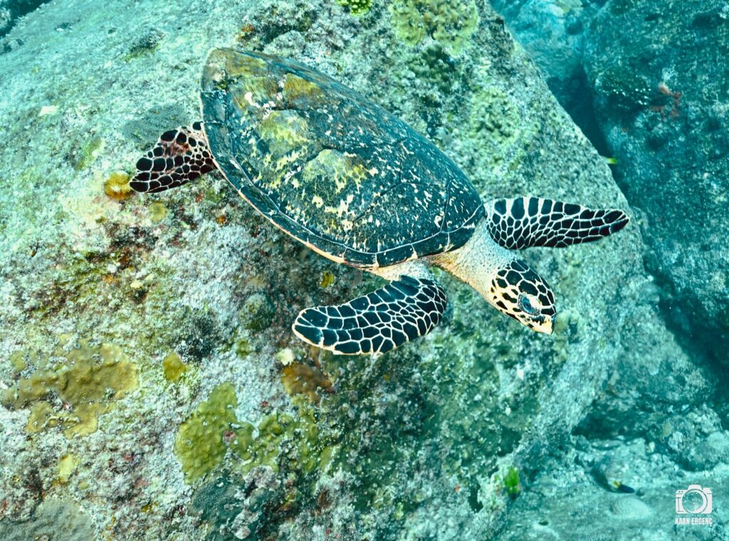 deephookdiscoveries_1763406589_3768050037004186102_76403447352