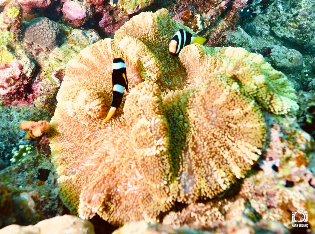 deephookdiscoveries_1763406589_3768050037020953492_76403447352