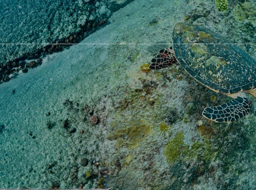 deephookdiscoveries_1763406589_3768050037020984938_76403447352