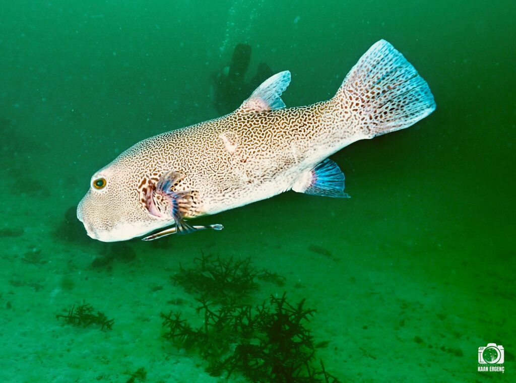 deephookdiscoveries_1763406589_3768050037021012907_76403447352