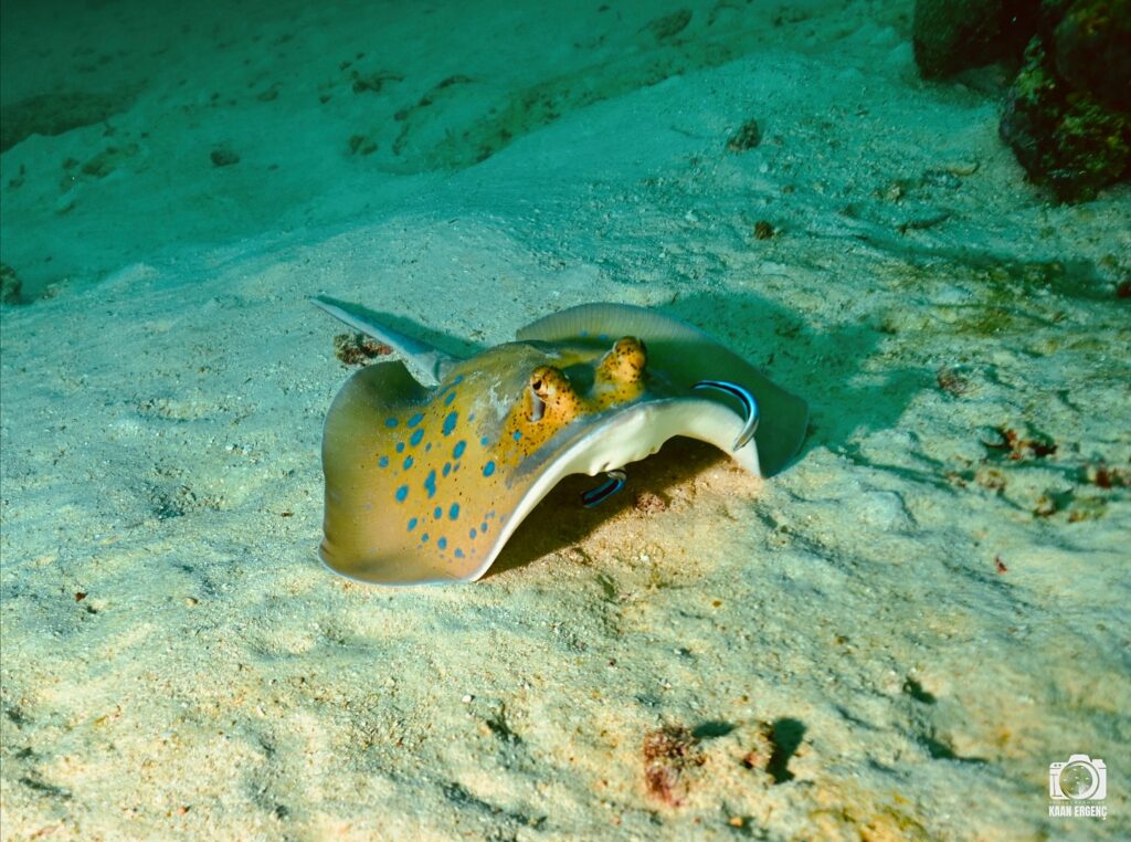 deephookdiscoveries_1763406589_3768050037541048126_76403447352