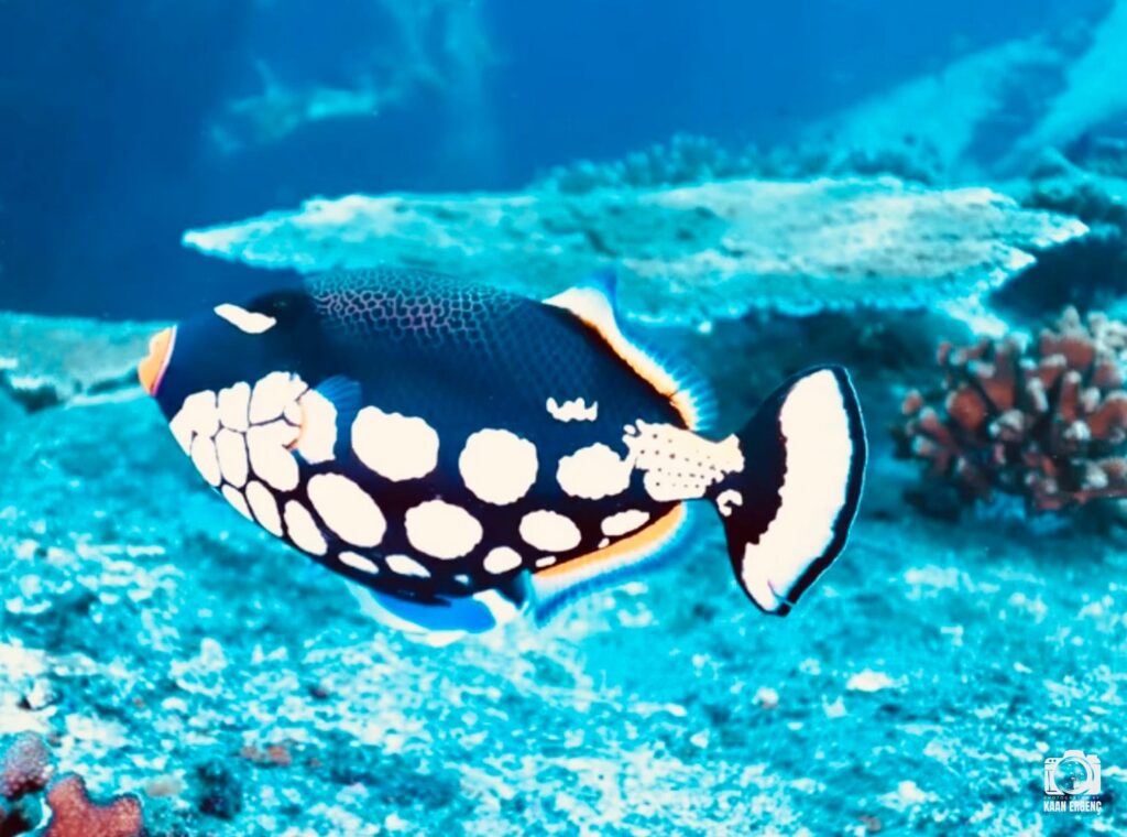 deephookdiscoveries_1763406660_3768050631093812862_76403447352