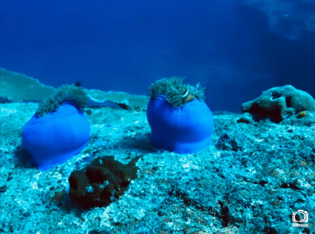 deephookdiscoveries_1763406660_3768050631102193658_76403447352