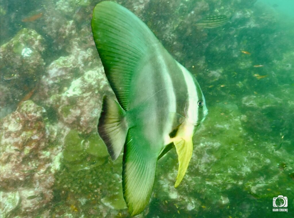 deephookdiscoveries_1763406660_3768050631102225718_76403447352