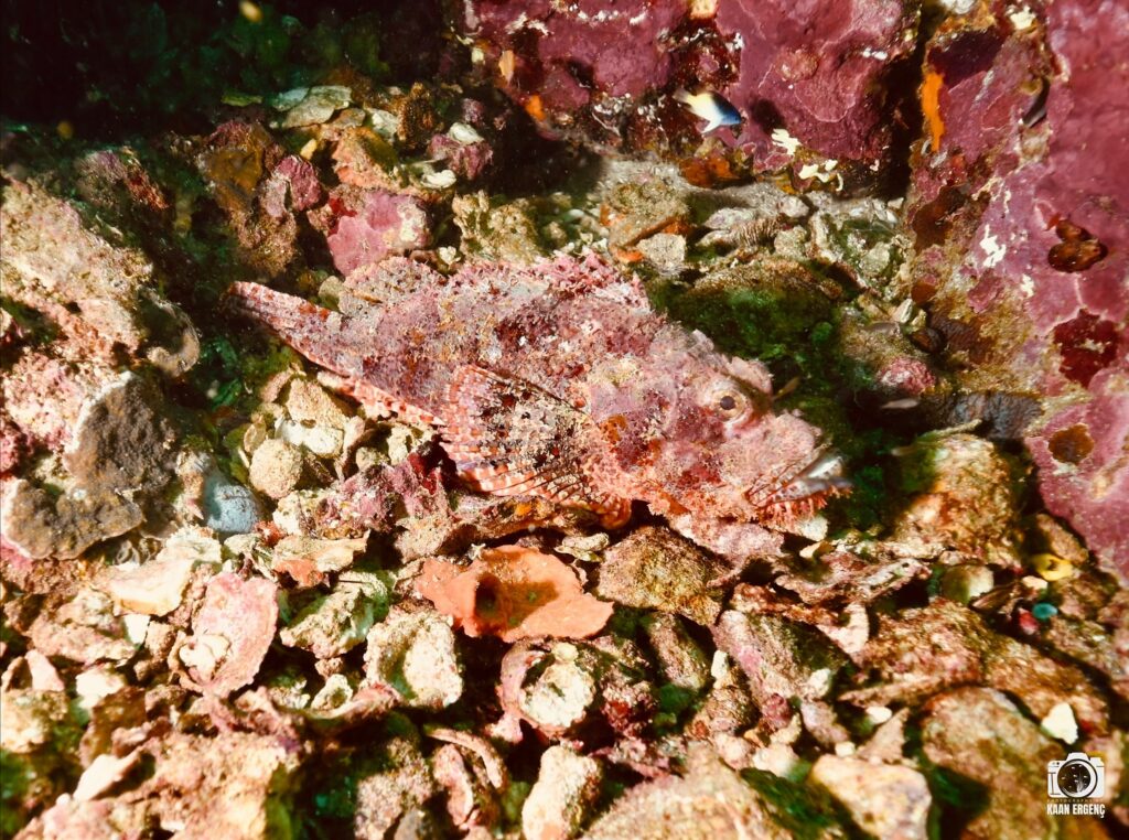 deephookdiscoveries_1763406660_3768050631110561268_76403447352