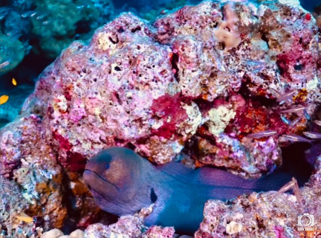 deephookdiscoveries_1763406660_3768050631110572882_76403447352