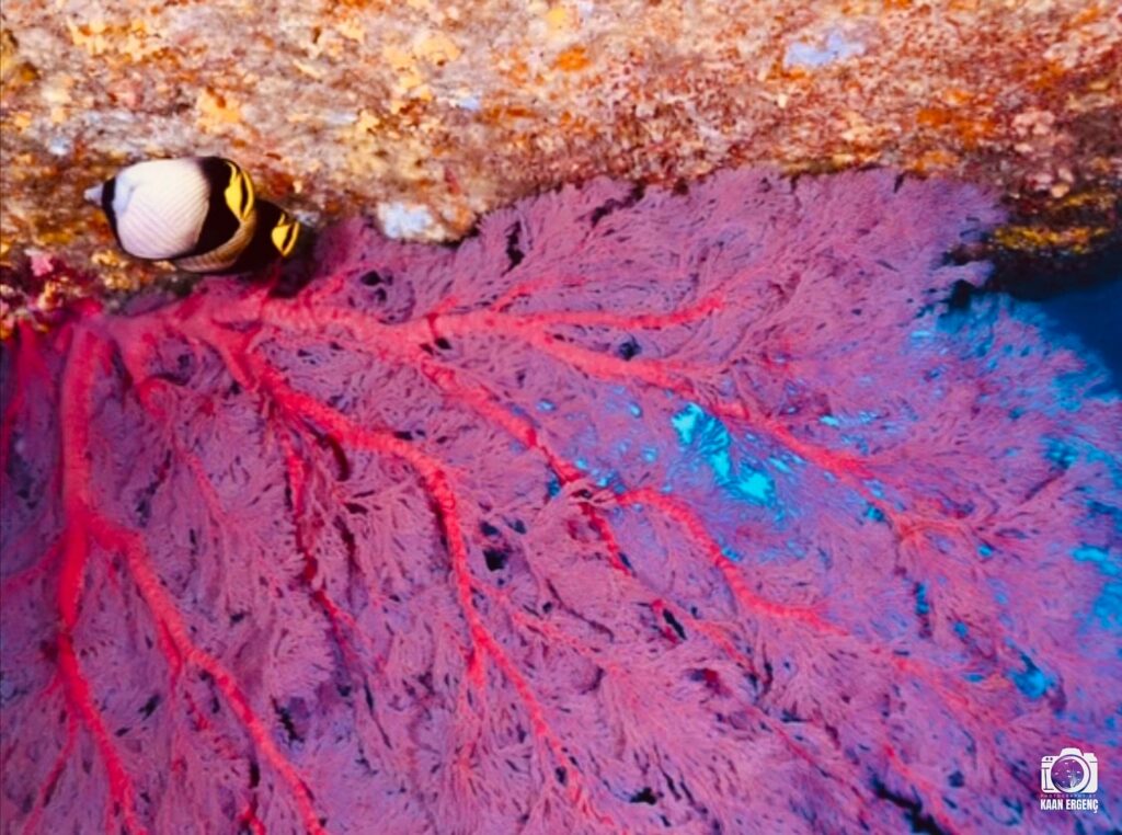 deephookdiscoveries_1763406660_3768050631118966199_76403447352