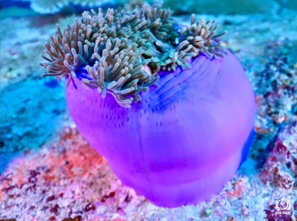 deephookdiscoveries_1763406660_3768050631404171597_76403447352