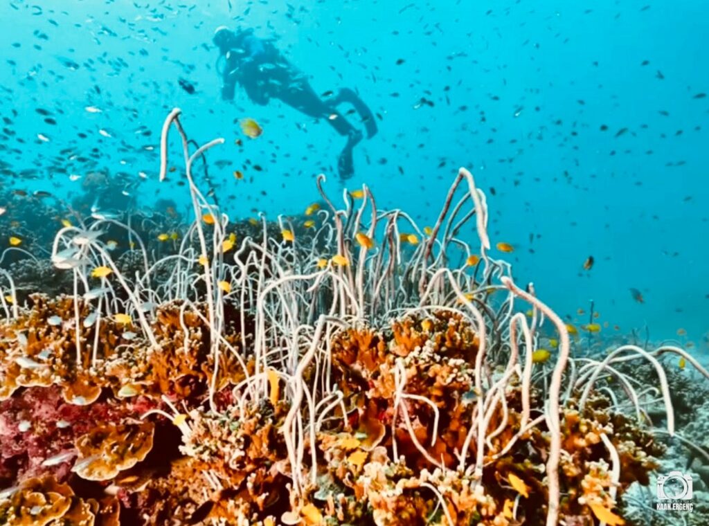 deephookdiscoveries_1763406660_3768050631420942637_76403447352