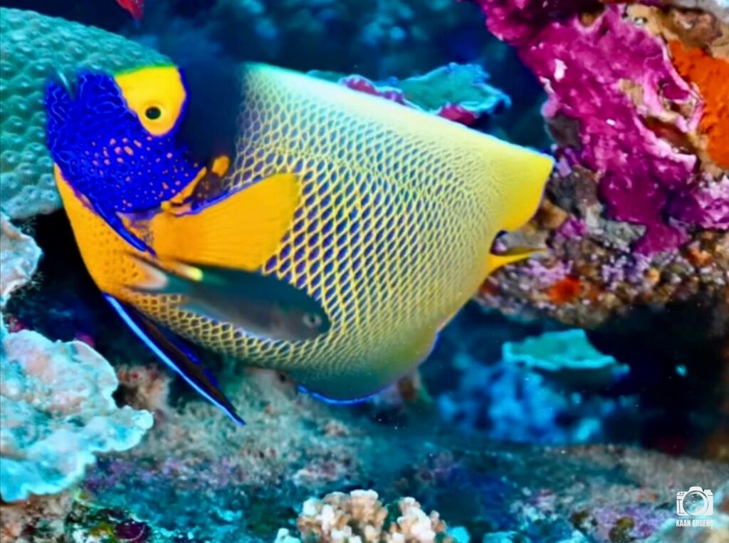 deephookdiscoveries_1763406660_3768050631924299354_76403447352