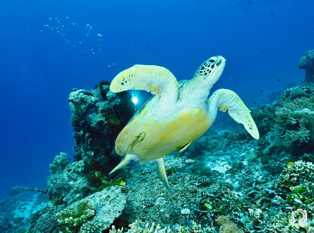 deephookdiscoveries_1764333503_3775825552196800959_76403447352