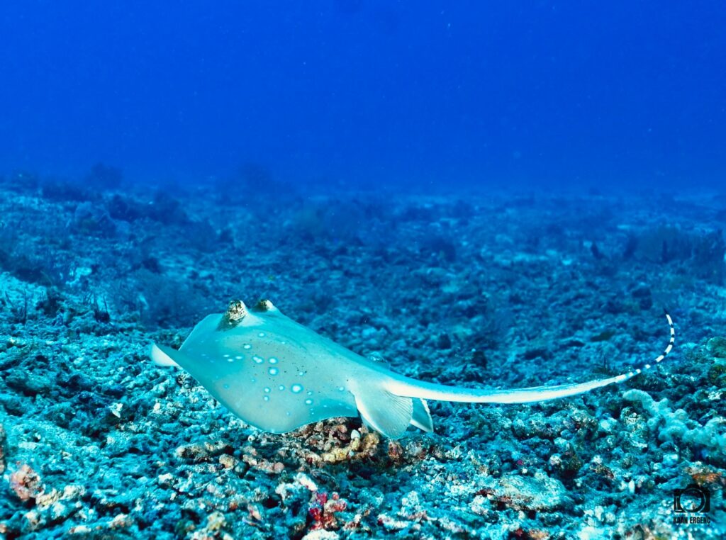 deephookdiscoveries_1764333503_3775825552205202142_76403447352