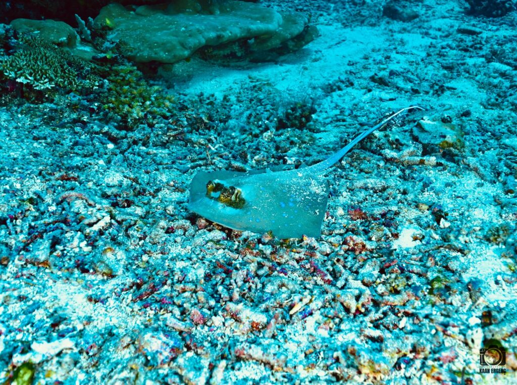 deephookdiscoveries_1764333503_3775825552221943565_76403447352