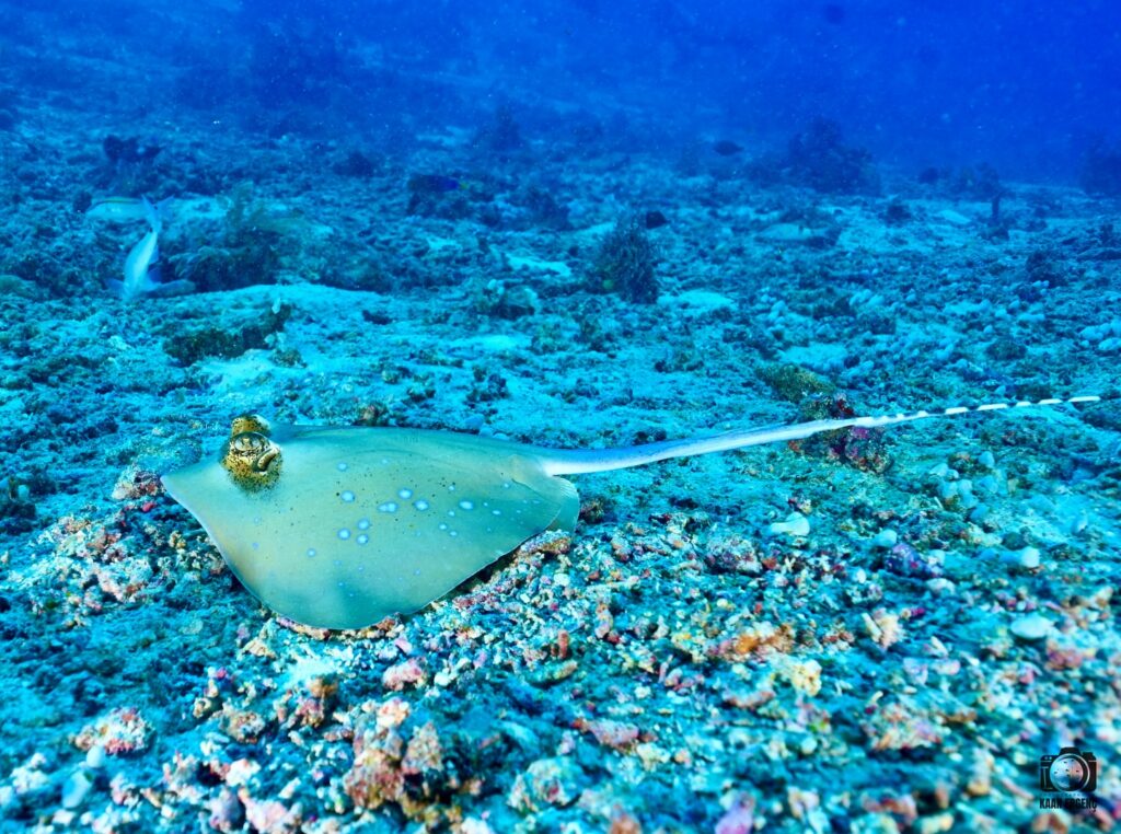 deephookdiscoveries_1764333503_3775825552221959951_76403447352