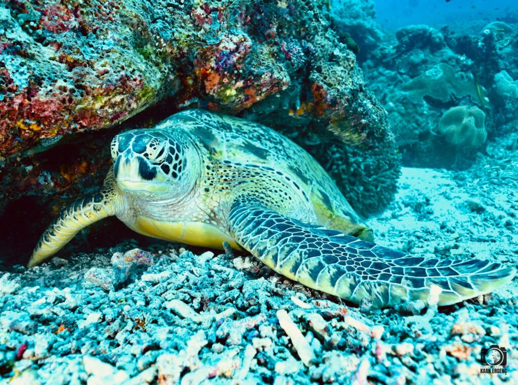 deephookdiscoveries_1764333503_3775825552221961549_76403447352