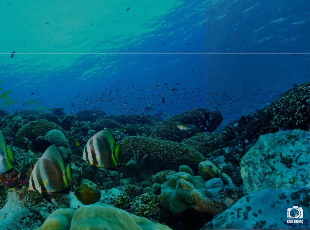 deephookdiscoveries_1764333503_3775825552238712249_76403447352