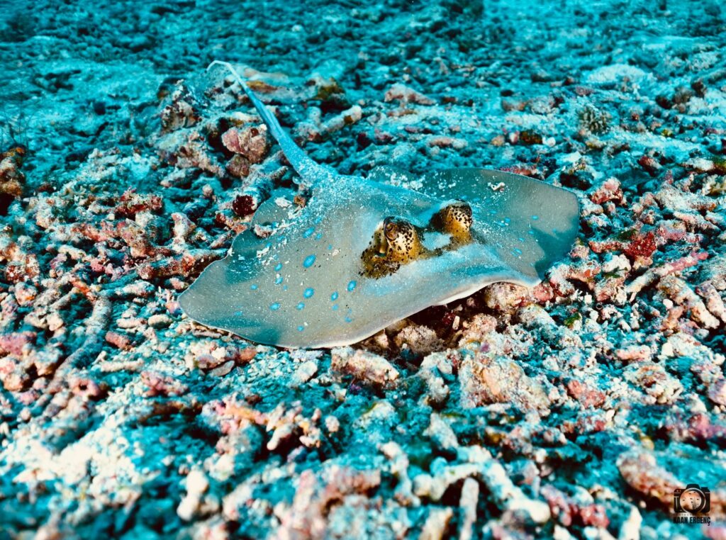 deephookdiscoveries_1764333503_3775825552272316845_76403447352