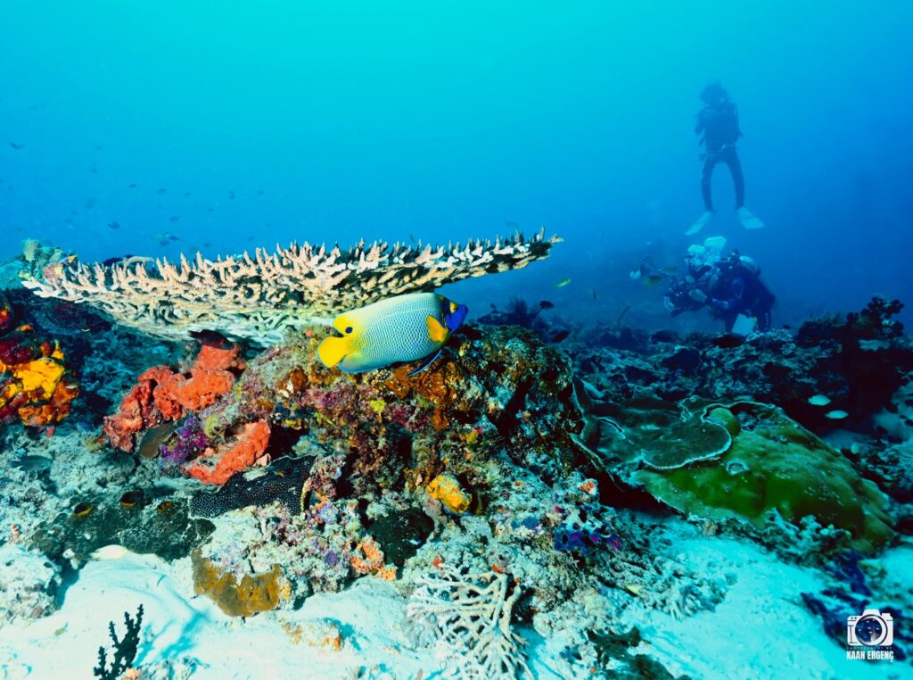 deephookdiscoveries_1764333741_3775827547628509721_76403447352