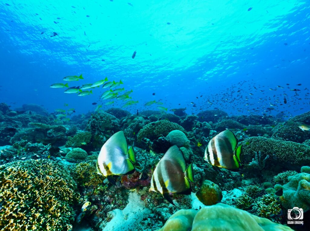 deephookdiscoveries_1764333741_3775827547628514724_76403447352