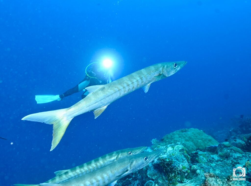 deephookdiscoveries_1764333741_3775827547628532721_76403447352