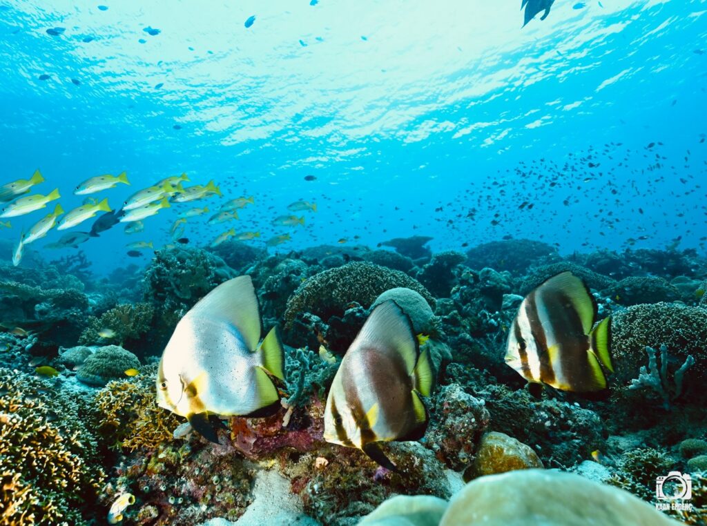 deephookdiscoveries_1764333741_3775827547628537338_76403447352